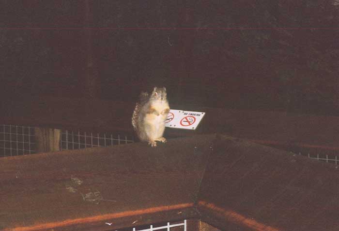 bridge-squirrel